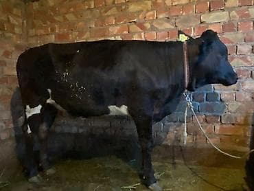 продаю мёд: Продаю | Корова (самка) | Для разведения | Привязанные — 4