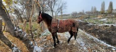дома для кошек: Сатам | Жылкы (эркек) | Көбөйтүү үчүн, Ат спорту | Асыл тукумдуу — 1