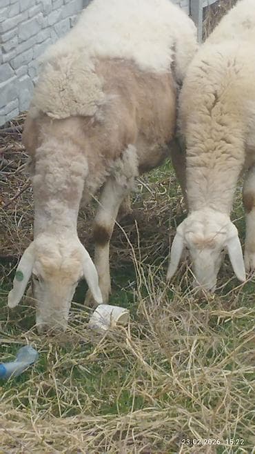 животные крс: Продаю | Овца (самка) | Для разведения — 2