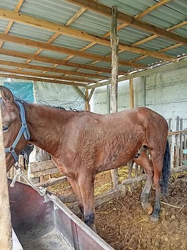 собаки в оше: Продаю | Конь (самец) | На забой | Племенные — 2