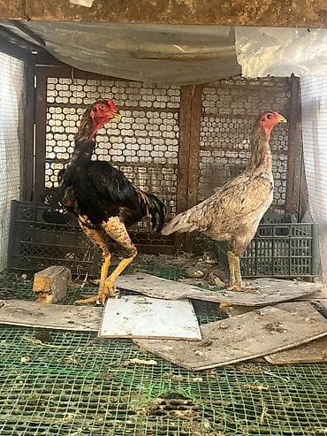 голуби птицы животные: Продаю | Куры | Бойцовая | Для разведения — 1