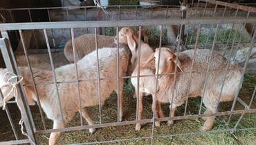 Иттер: Сатам | Козу | Көбөйтүү үчүн — 2