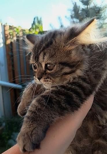 бесплатный кошки: Шотландские котята 3 месяца,мальчики,приучены к — 3