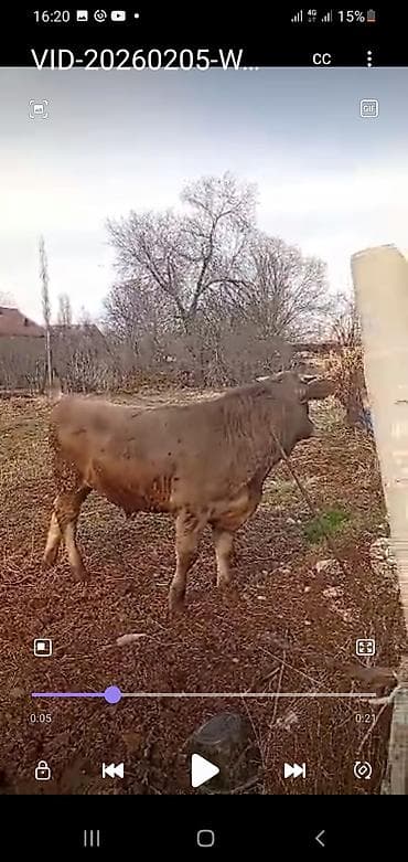 купить бычка: Продаю | Бык (самец) | Швицкая, Симментальская | На откорм — 7