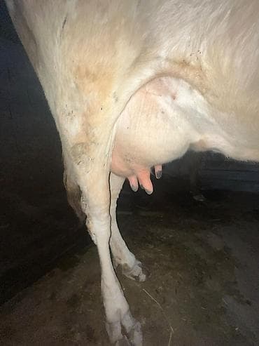 животные карова: Продаю | Корова (самка) | Голштин | Для молока | Племенные — 10