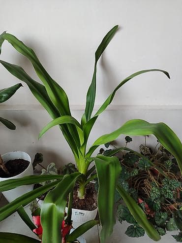 Дом и сад: Продам цветы домашние, цена договорная — 3