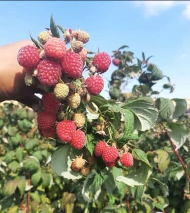 фрукти: Саженцы малины сорт полка — 3