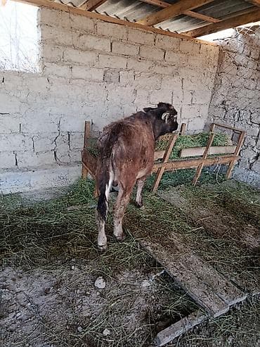 молоко воз: Продаю | Бык (самец), Музоо, торпок | На откорм, Для разведения — 10