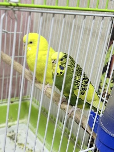 Пара волнистых попугаев с клеткой и аксессуарами. Состав набора: - 2