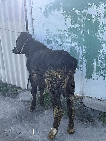 Ветеринар кызматы: Сатам | Бука (эркек) | Бордоп семиртүү үчүн | Байланган — 2