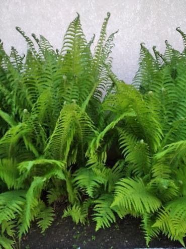 Садовые папоротники (вероятно, страусник/щитник) для озеленения клумб — 2