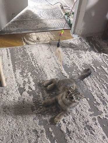 отдам в добрые руки кошку: Котенок девочка Ириска 2 мес,папа чистокровный шотландецмама метиска — 2