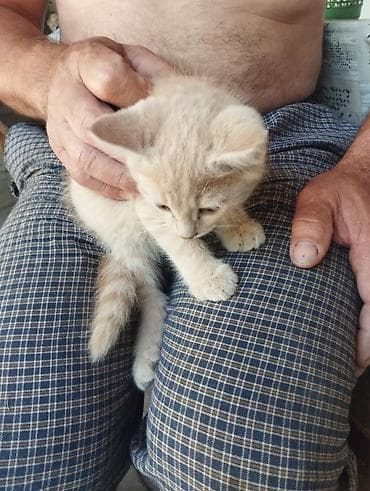 дом для кош: Котята, домашние. На фото: - Кремовый короткошёрстный котёнок с — 4