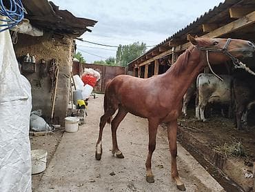 американский бульдог собака: Продаю | Конь (самец) | Полукровка | Рабочий | Мерин — 3