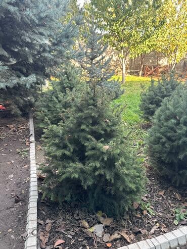 тяньшанская ель: Тянь - Шаньская ель 
Каждая ель по 3000 сом — 1