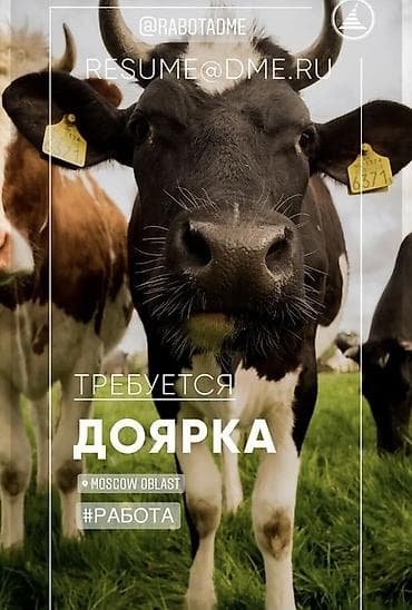 электрик ош: Требуется доярка на ферму срочно двух разовая дойка — 1