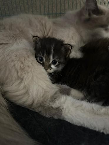 кошка тайская: Отдам в добрые ручки (бесплатно) породистые котята. мама-рэгдолл — 2