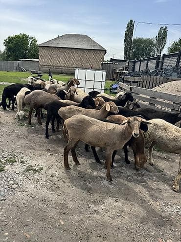 Продаю баран только оптом