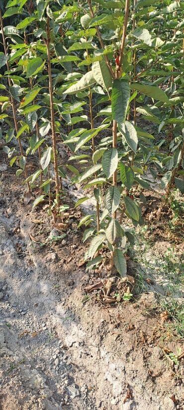 уголь каракече бешсары шабыркуль каражыра доставка бишкек купить фото: Всем Ассаламу алайкум гилас кочоттор сатылат сорту воловой 3 деген — 3