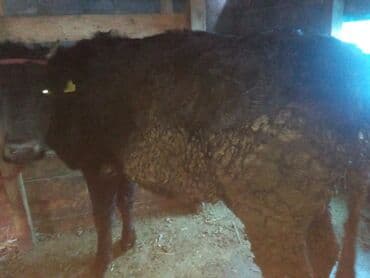 с связи с переездом: Сатам | Уй (ургаачы), Кунаажын, Музоо | Сүт алуу үчүн | Байланган — 8