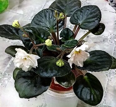 В продаже взрослые фиалки (цветущие и не цветущие 250-350)детки