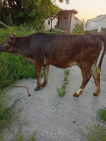 зоомагазин бишкек орто сай: Сатам | Кунаажын | Байланган — 5