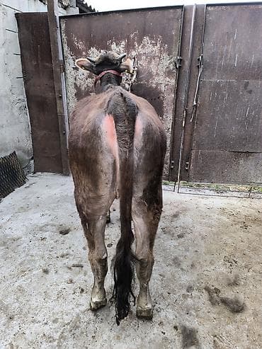 монгол ат: Продаю | Бык (самец) | Алатауская | На откорм | Привязанные — 9