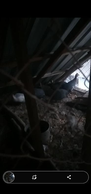 Другие с/х животные