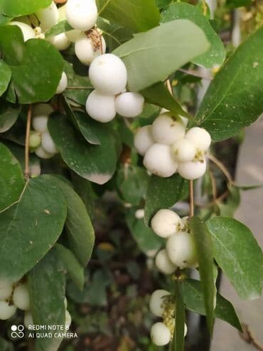 березы саженцы: Предлагается саженец кустарника с развитой корневой системой, готовый — 4