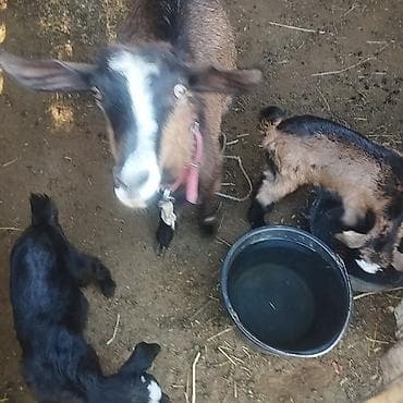 леггорн цыплята: Продаю | Коза (самка) | Полукровка | Для молока — 1