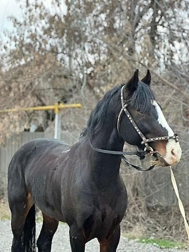 жылкы жаныбар: Сатам | Байтал | Жумушка — 3