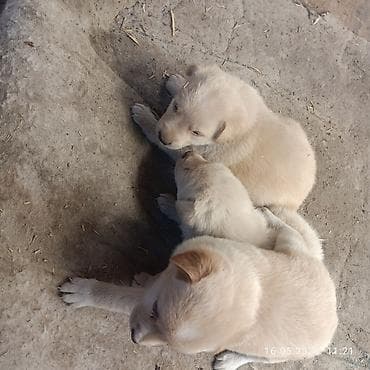 ковчег приют для животных бишкек: Собака даром: 1 месяц, Самец — 4