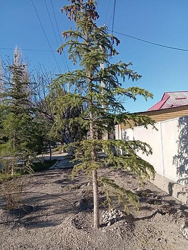 Ели и сосны для озеленения участка - Породы: ель (сформированная, с