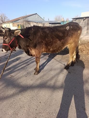 Жылкылар, аттар: Сатам | Уй (ургаачы) | Сүт алуу үчүн | Байланган — 5