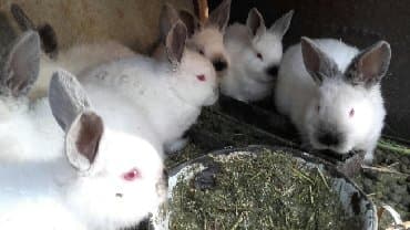 декоративные заборы: Кролики — 12