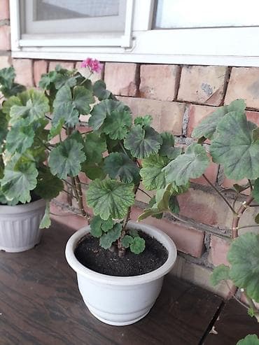 лампы для выращивания растений: Комнатное растение — пеларгония (герань) в горшке. Описание: - — 4