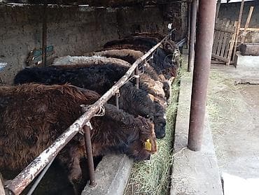 теленок сколько стоит: Продаю | Бык (самец) | Швицкая | На откорм — 6