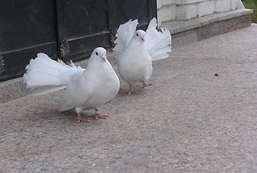 редкие экзотические животные: Продам голубьи павлин срочно — 1