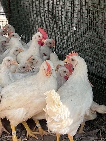 аары ящик: Сатам | Балапандар | Леггорн | Союуга — 3