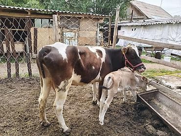 поилка для крс: Продаю | Корова (самка) | Для молока | Привязанные — 4