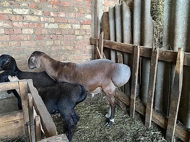 перепела фараон купить: Продаю | Баран (самец) — 2