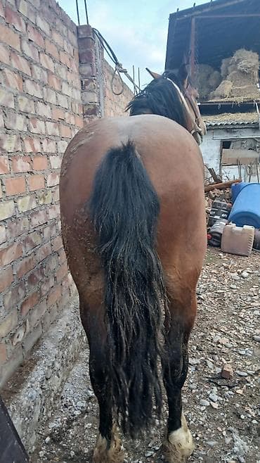 прокат лошади: Продаю | Конь (самец) | Рабочий — 6