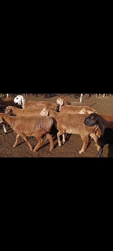 Продаю | Овца (самка) | Для разведения | Матка — 1