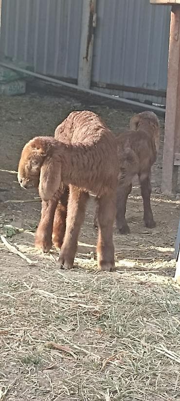 продаю ягненок: Продаю | Ягненок | Для разведения | Племенные — 2