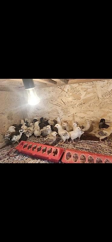 Продаю | Цыплята | Бойцовая | Для разведения