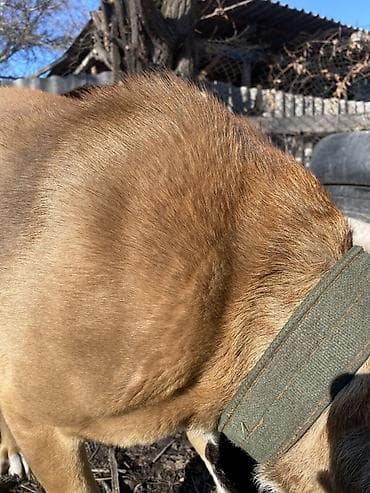 волкодав купить: Амстафф, 2 года, Самец, С прививкой — 4