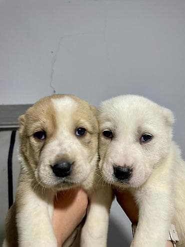 белинский афчарка: Алабай
Дата рождения: 21.12.2025 — 3