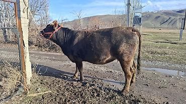 хмонг собака цена россия: Продаю | Корова (самка) | Швицкая | Для разведения, Для молока | Племенные, Стельные — 2