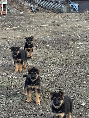 умная собака: Звонить по номеру цена договорная — 6