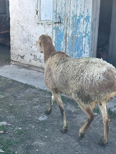 шерсть меренос: Продаю | Овца (самка) | Арашан | Для разведения | Осеменитель — 4